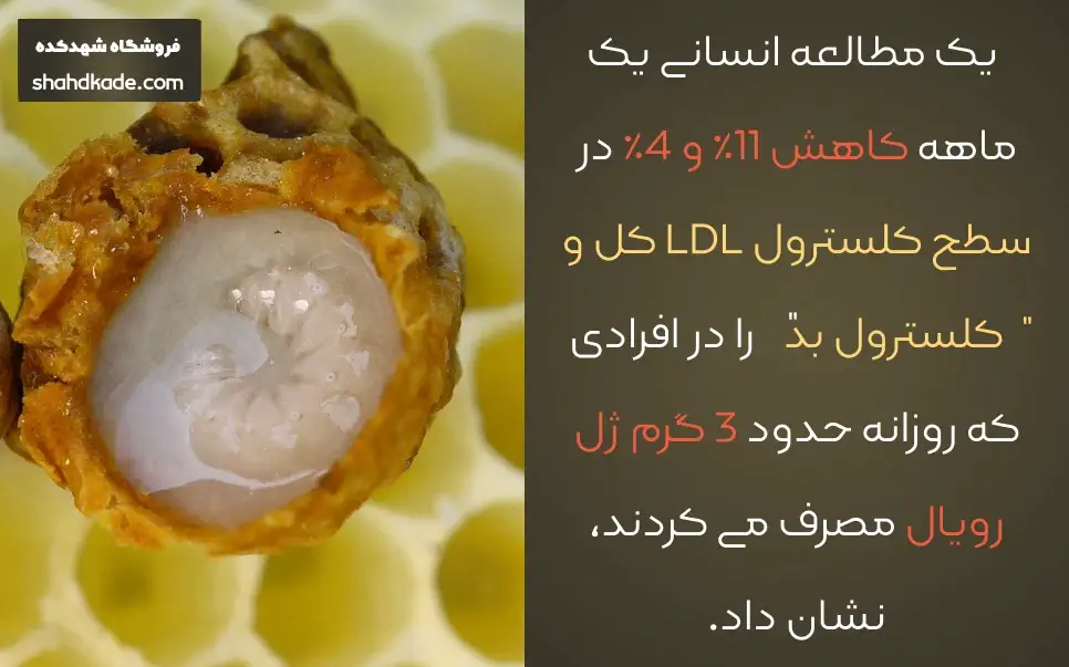  ژل رویال با تأثیر بر سطح کلسترول، خطر بیماری قلبی را کاهش دهد